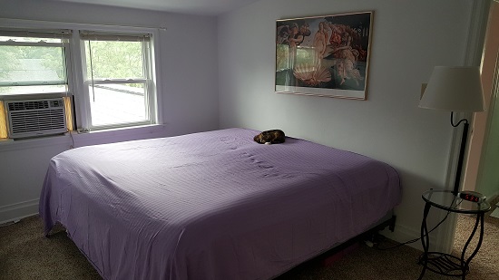 Cat curled on a big big bed