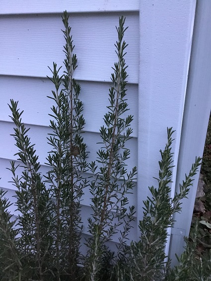 Scent of rosemary can draw attention